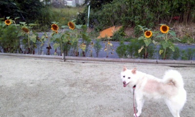 �~�q�̓��L