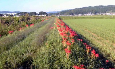 �~�q�̓��L