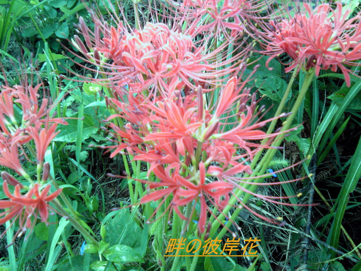 �~�q�̓��L