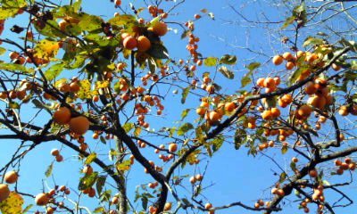 �~�q�̓��L