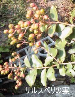 �~�q�̓��L