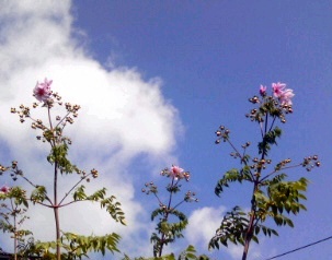 �~�q�̓��L