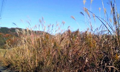 �~�q�̓��L