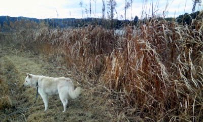 �~�q�̓��L