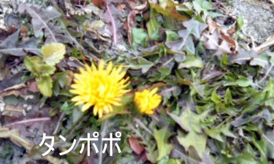 �~�q�̓��L