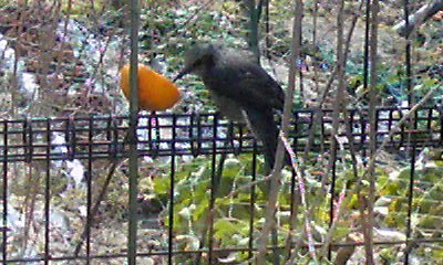 �~�q�̓��L