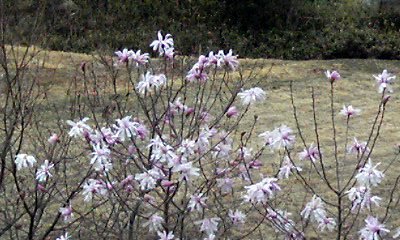 �~�q�̓��L