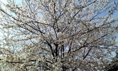 �~�q�̓��L