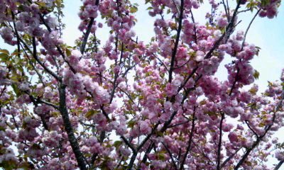 �~�q�̓��L