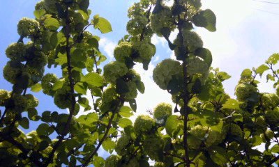 �~�q�̓��L