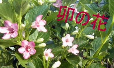 �~�q�̓��L