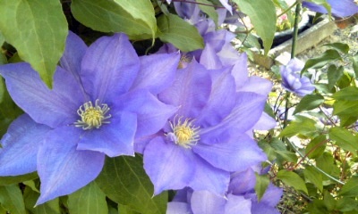 �~�q�̓��L