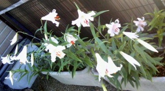 �~�q�̓��L