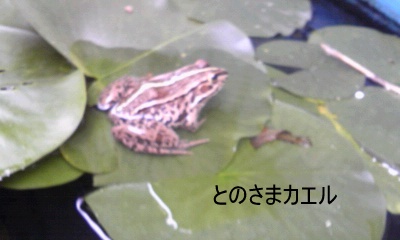 �~�q�̓��L