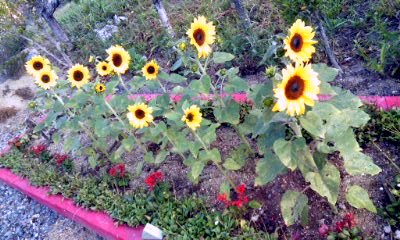 �~�q�̓��L