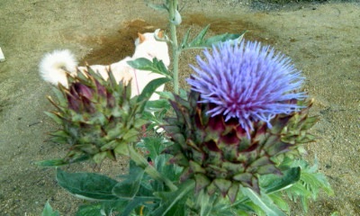 �~�q�̓��L