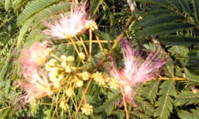 �~�q�̓��L