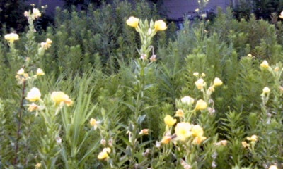 �~�q�̓��L