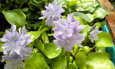 �~�q�̓��L