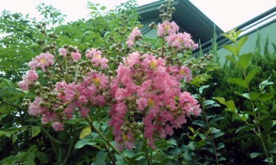 �~�q�̓��L