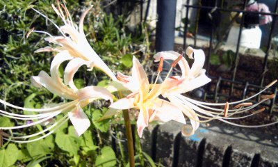 �~�q�̓��L