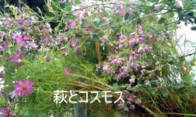 �~�q�̓��L