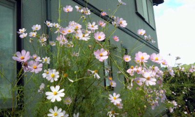 �~�q�̓��L