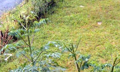 �~�q�̓��L