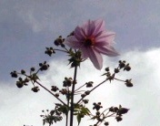 �~�q�̓��L