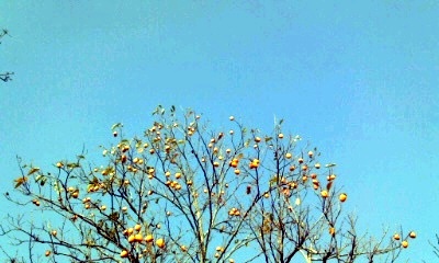 �~�q�̓��L